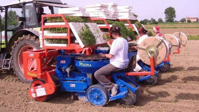 ferrari-multipla-trasplantadora|ferrari-multipla-trasplantadora